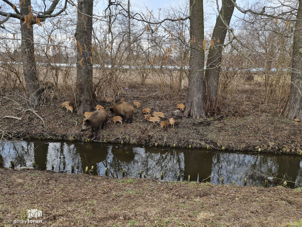 Toruń: dziki na Rubinkowie