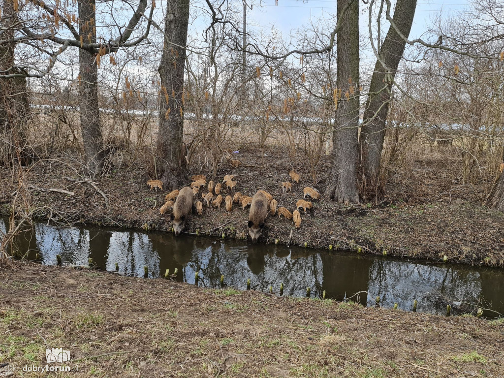 Toruń: dziki na Rubinkowie