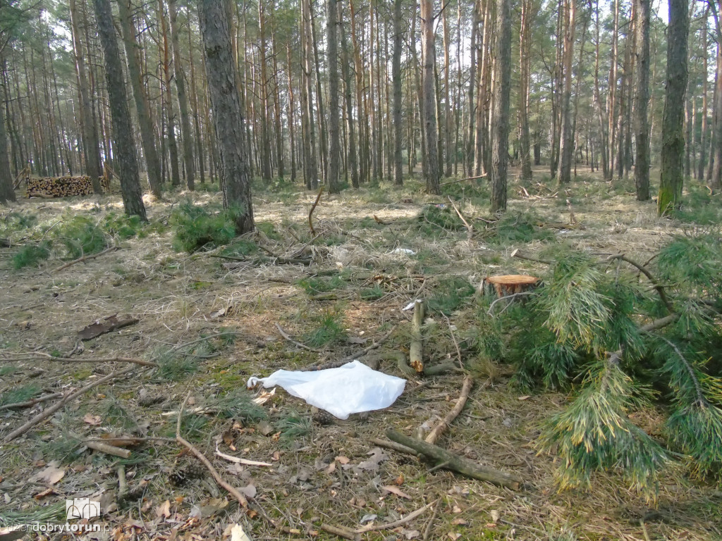 Toruń: zaśmiecone tereny przy szpitalu dziecięcym
