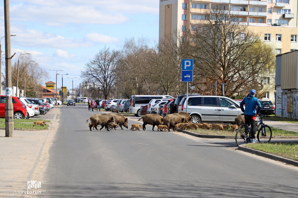 Dziki na Rubinkowie II w Toruniu