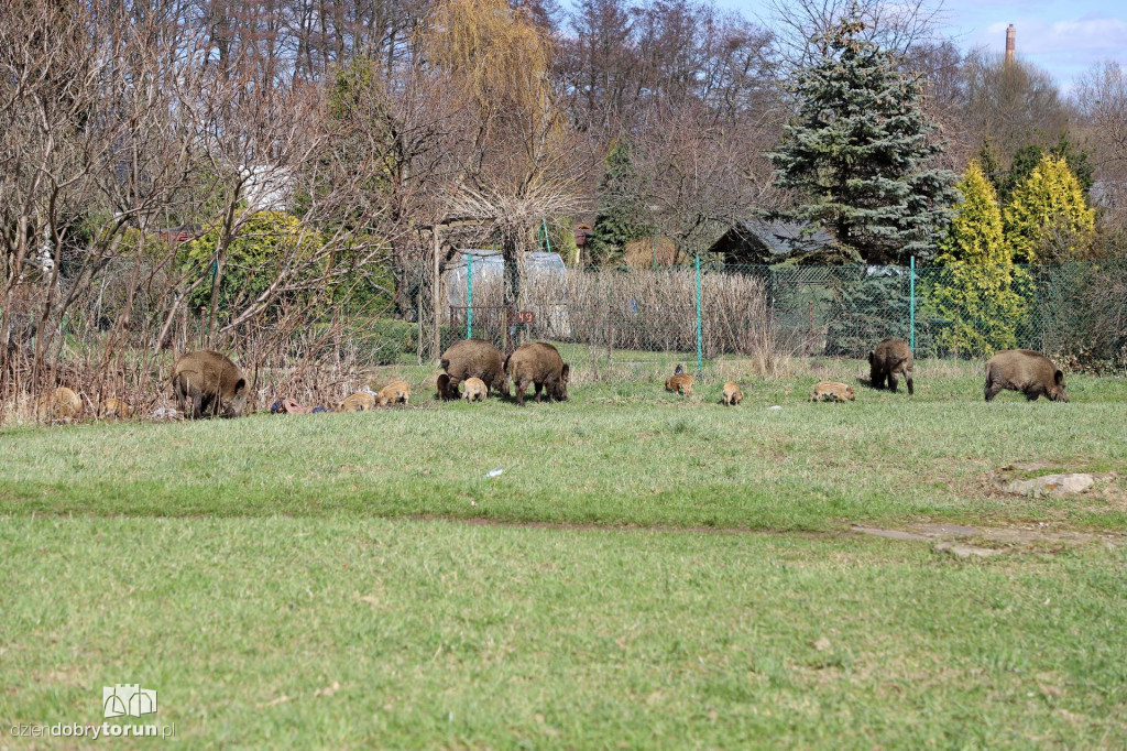 Dziki na Rubinkowie II w Toruniu