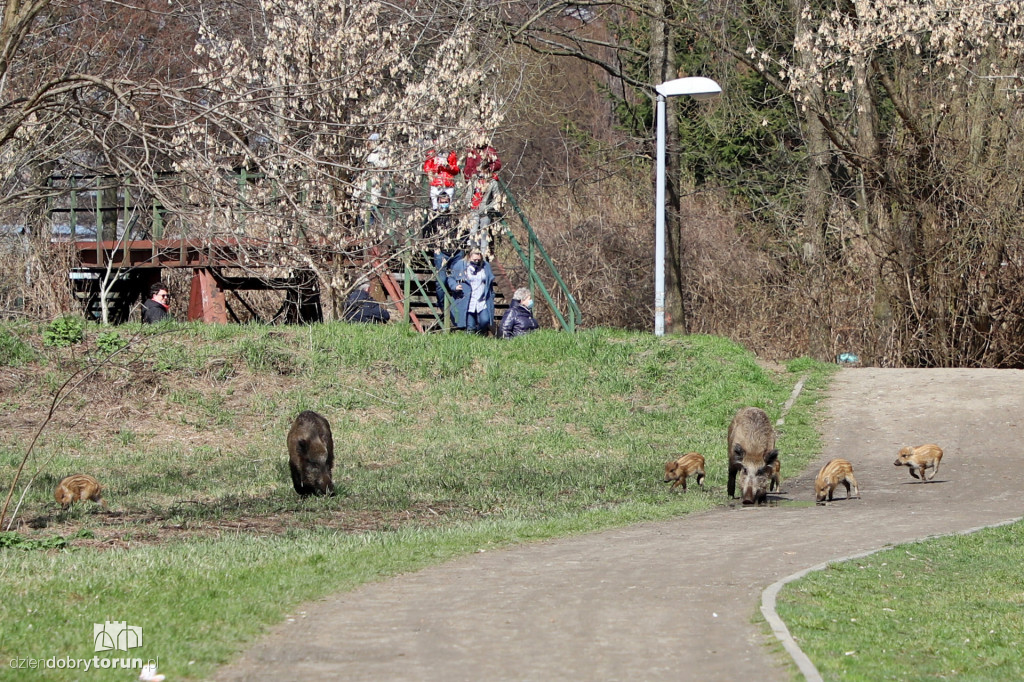 Dziki na Rubinkowie II w Toruniu