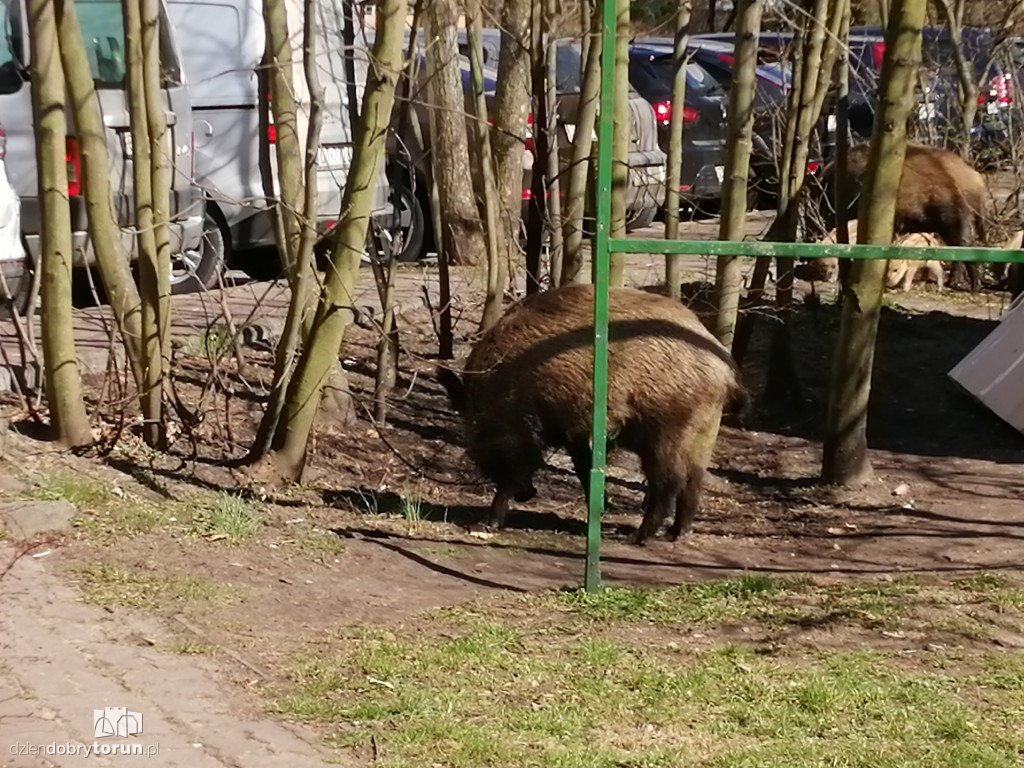 Toruń: dziki wciąż obecne na Rubinkowie II