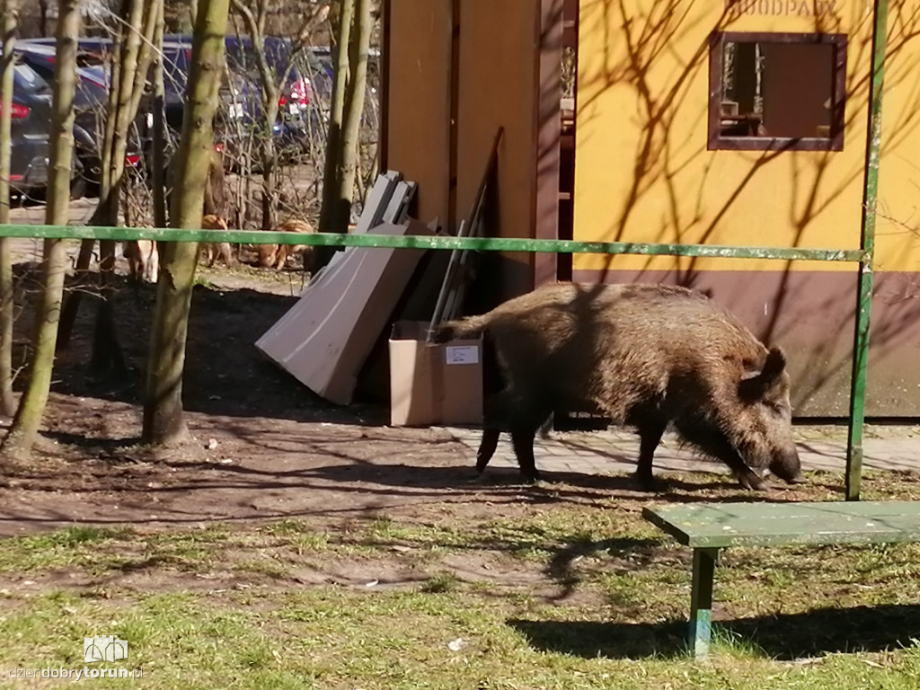 Toruń: dziki wciąż obecne na Rubinkowie II