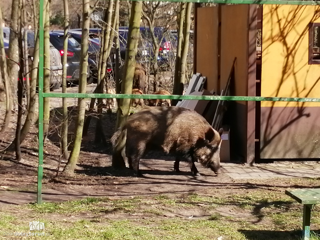 Toruń: dziki wciąż obecne na Rubinkowie II
