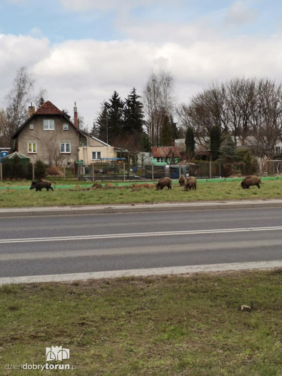 Toruń: dziki na średnicówce