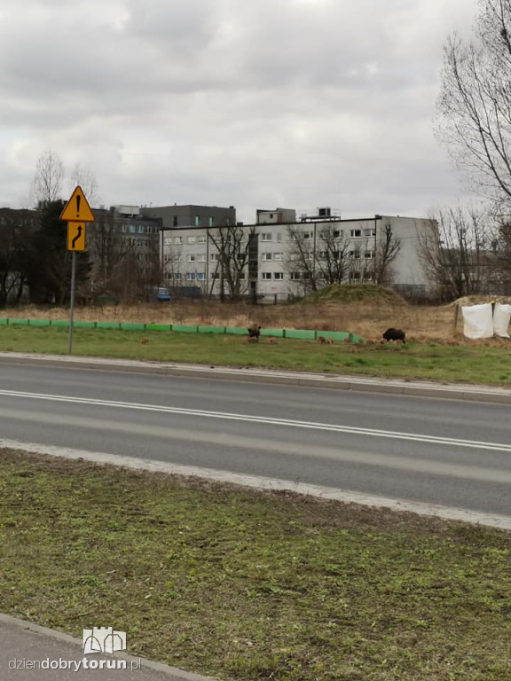 Toruń: dziki na średnicówce