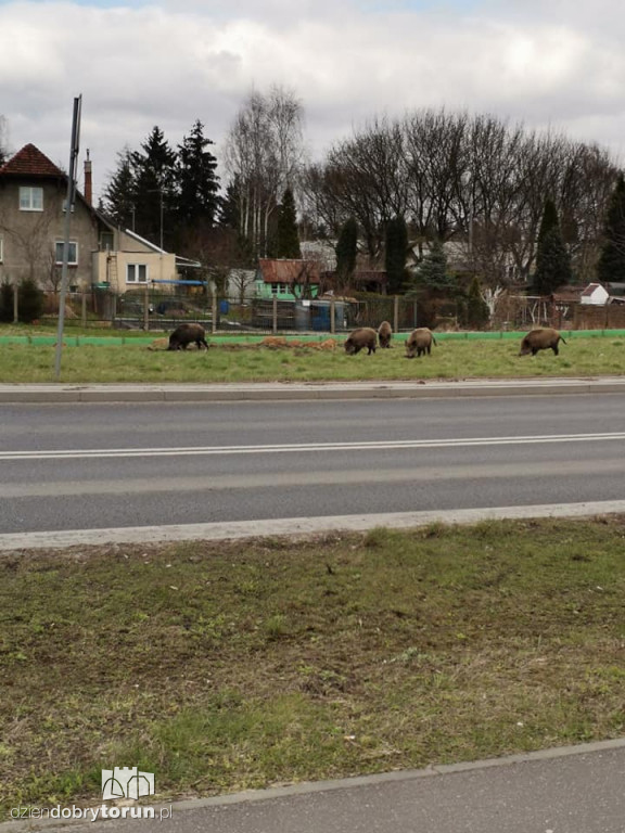 Toruń: dziki na średnicówce