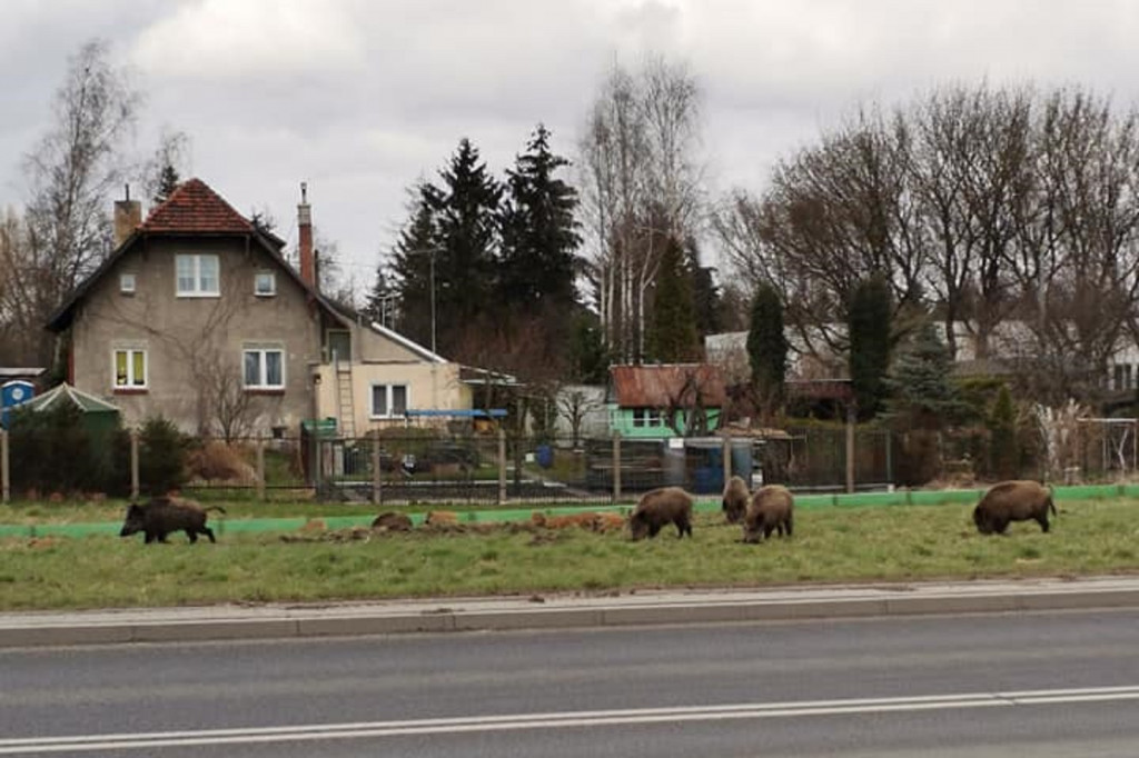 Toruń: dziki na średnicówce