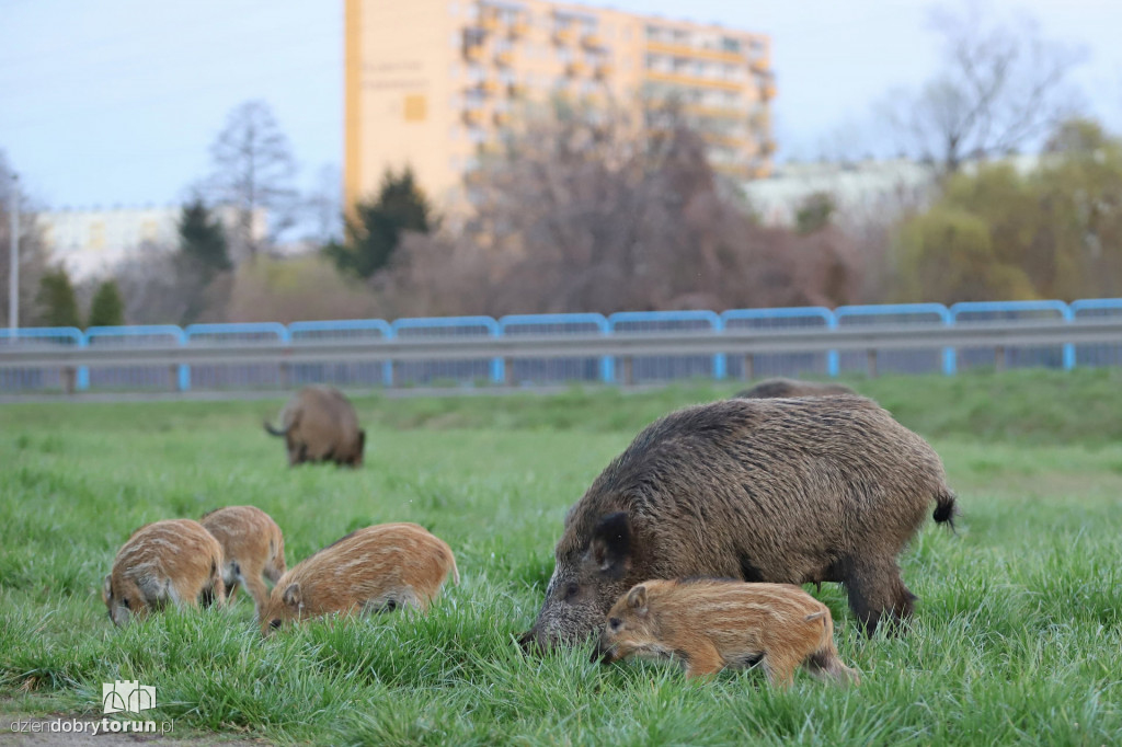 Toruń: dziki znów w okolicach Rubinkowa