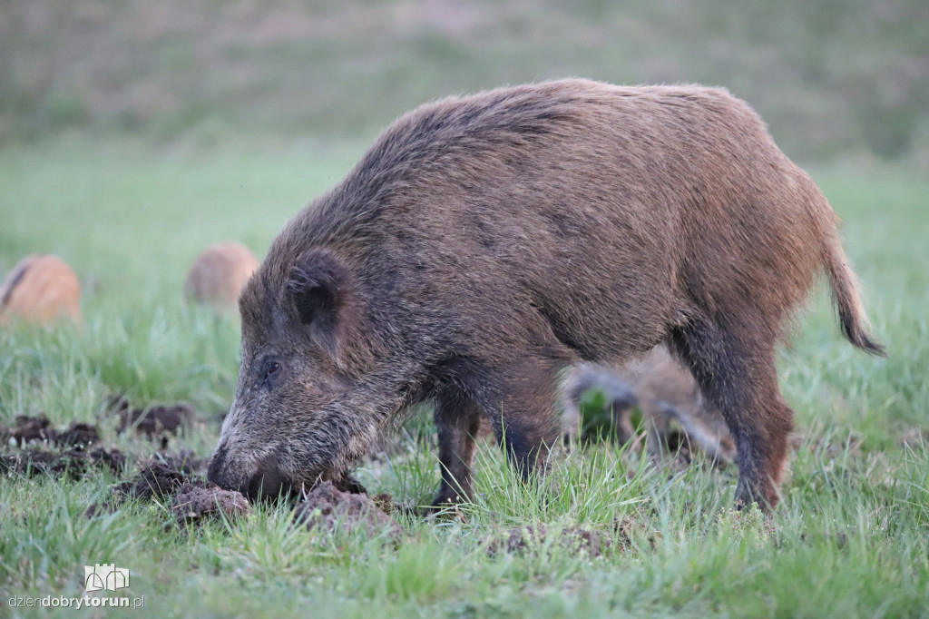 Toruń: dziki znów w okolicach Rubinkowa