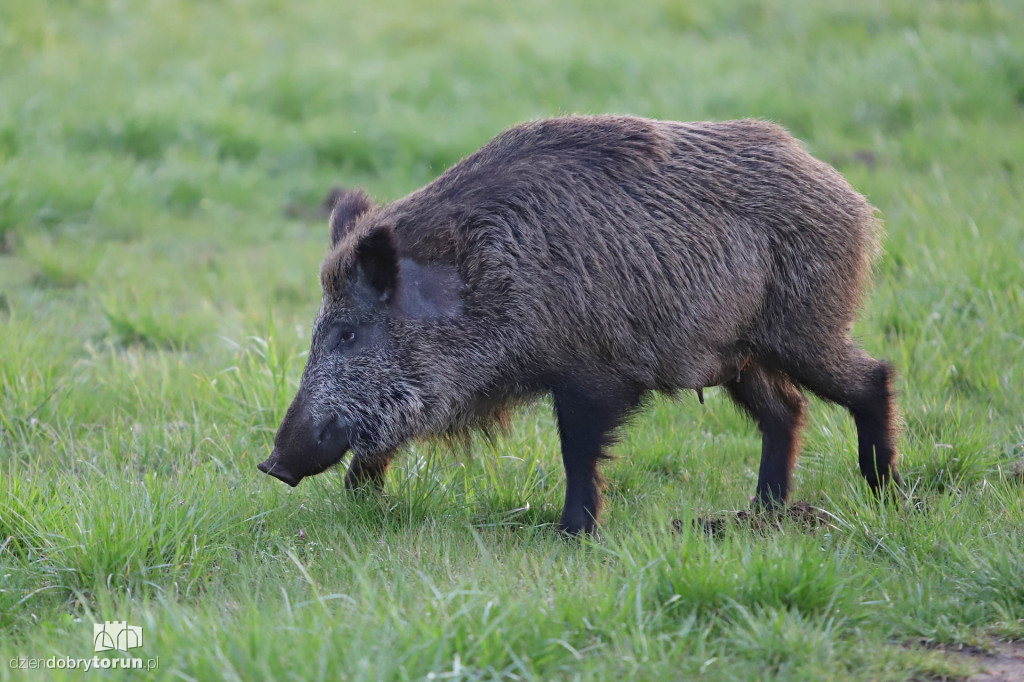 Toruń: dziki znów w okolicach Rubinkowa