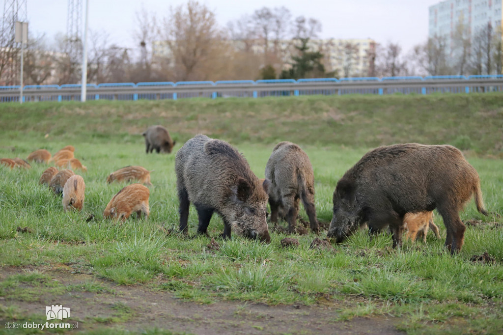 Toruń: dziki znów w okolicach Rubinkowa