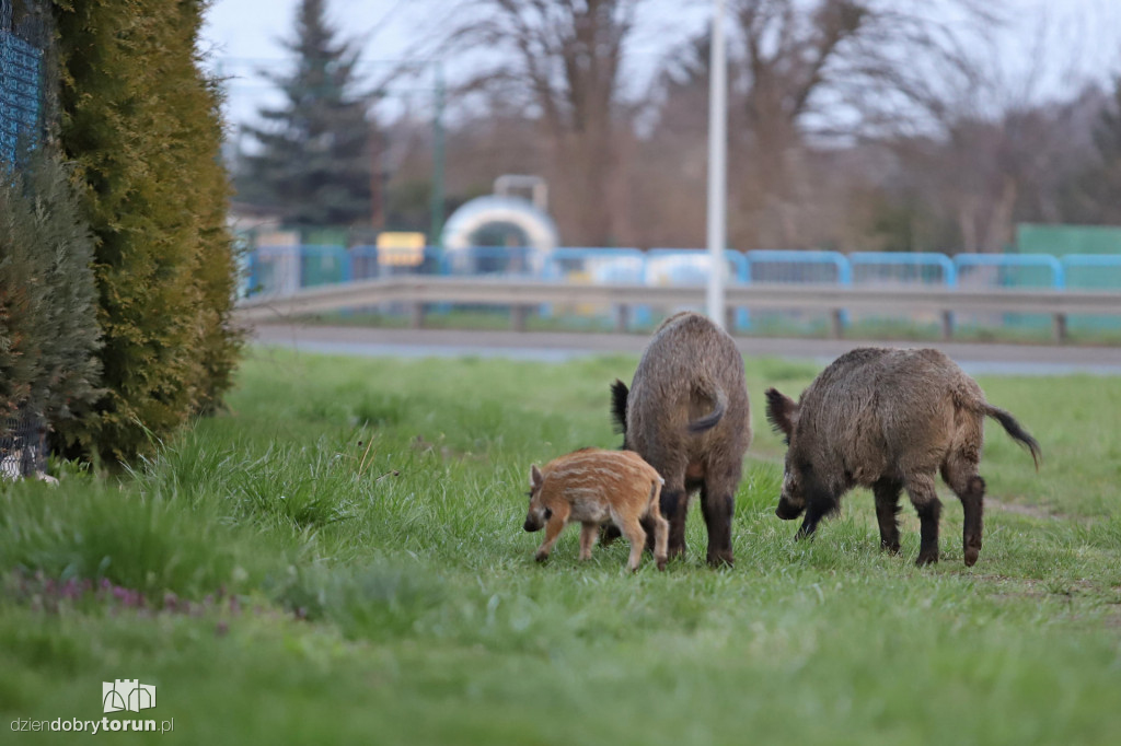 Toruń: dziki znów w okolicach Rubinkowa