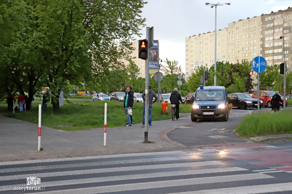Toruń: spacer dzików przez Rubinkowo II
