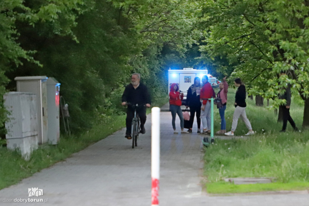 Toruń: spacer dzików przez Rubinkowo II