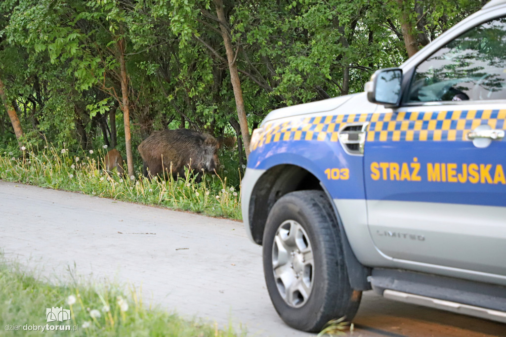 Toruń: spacer dzików przez Rubinkowo II
