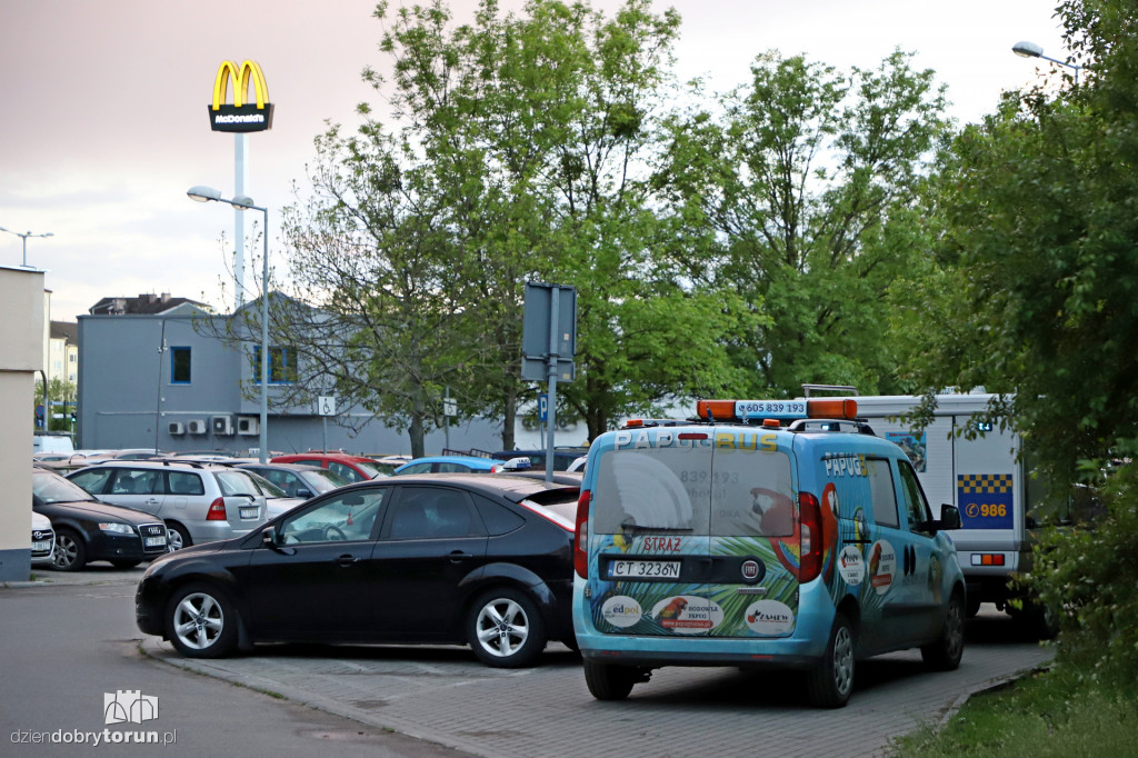 Toruń: spacer dzików przez Rubinkowo II