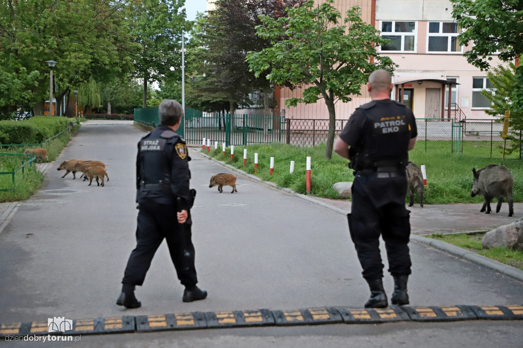 Toruń: spacer dzików przez Rubinkowo II