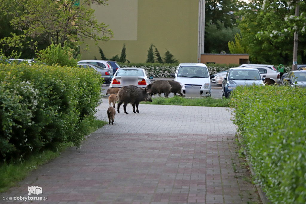 Toruń: spacer dzików przez Rubinkowo II