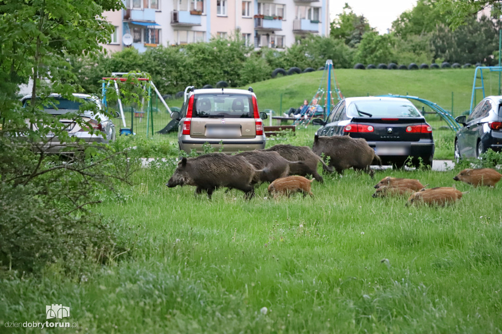 Toruń: spacer dzików przez Rubinkowo II