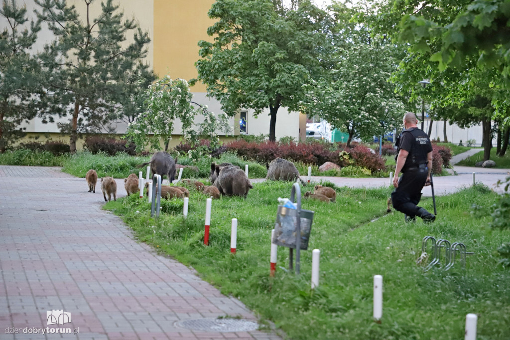 Toruń: spacer dzików przez Rubinkowo II
