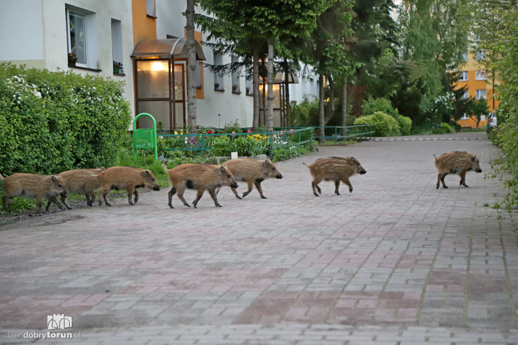 Toruń: spacer dzików przez Rubinkowo II