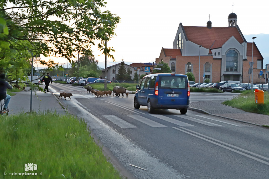 Toruń: spacer dzików przez Rubinkowo II
