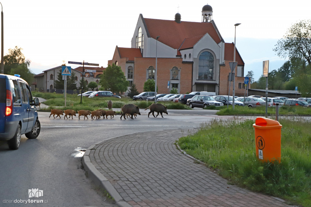 Toruń: spacer dzików przez Rubinkowo II