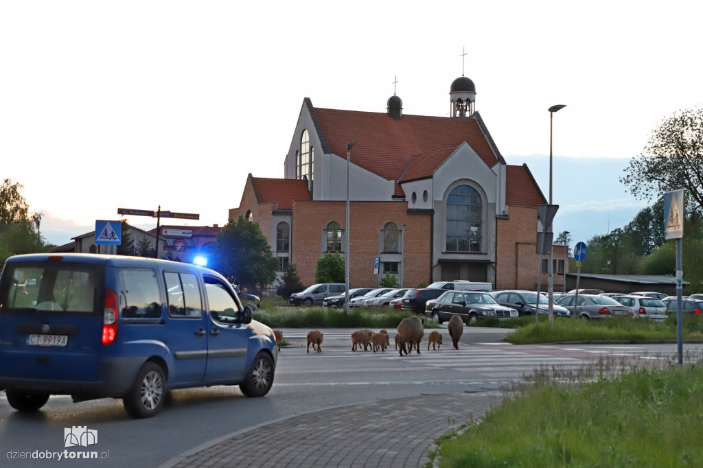 Toruń: spacer dzików przez Rubinkowo II