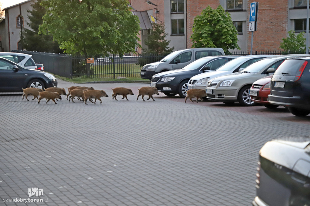 Toruń: spacer dzików przez Rubinkowo II