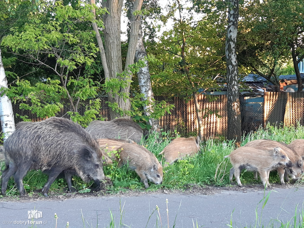 Toruń: dziki przy ul. M. Skłodowskiej-Curie