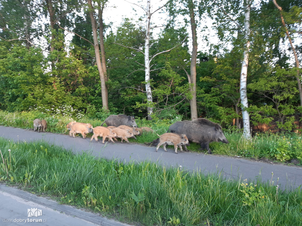 Toruń: dziki przy ul. M. Skłodowskiej-Curie