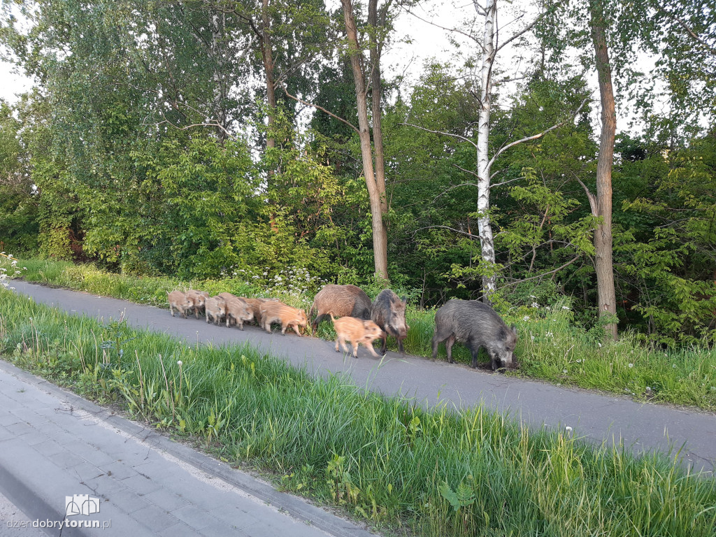 Toruń: dziki przy ul. M. Skłodowskiej-Curie
