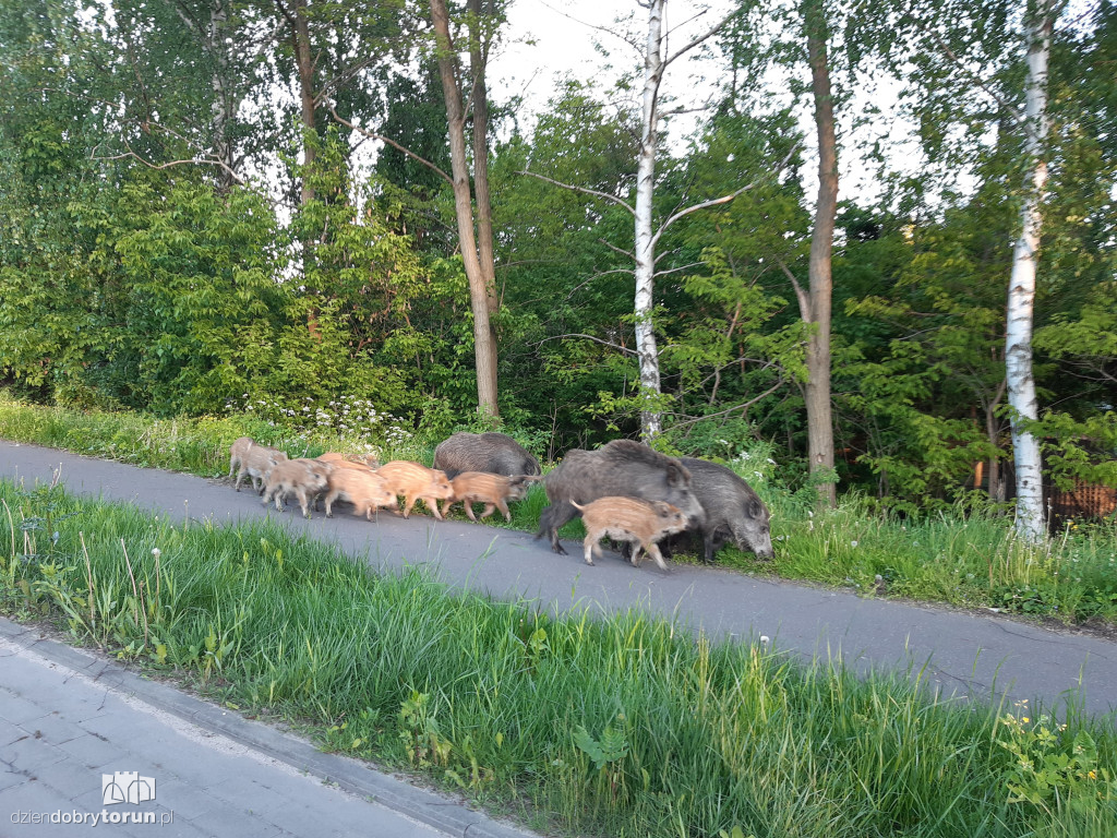 Toruń: dziki przy ul. M. Skłodowskiej-Curie