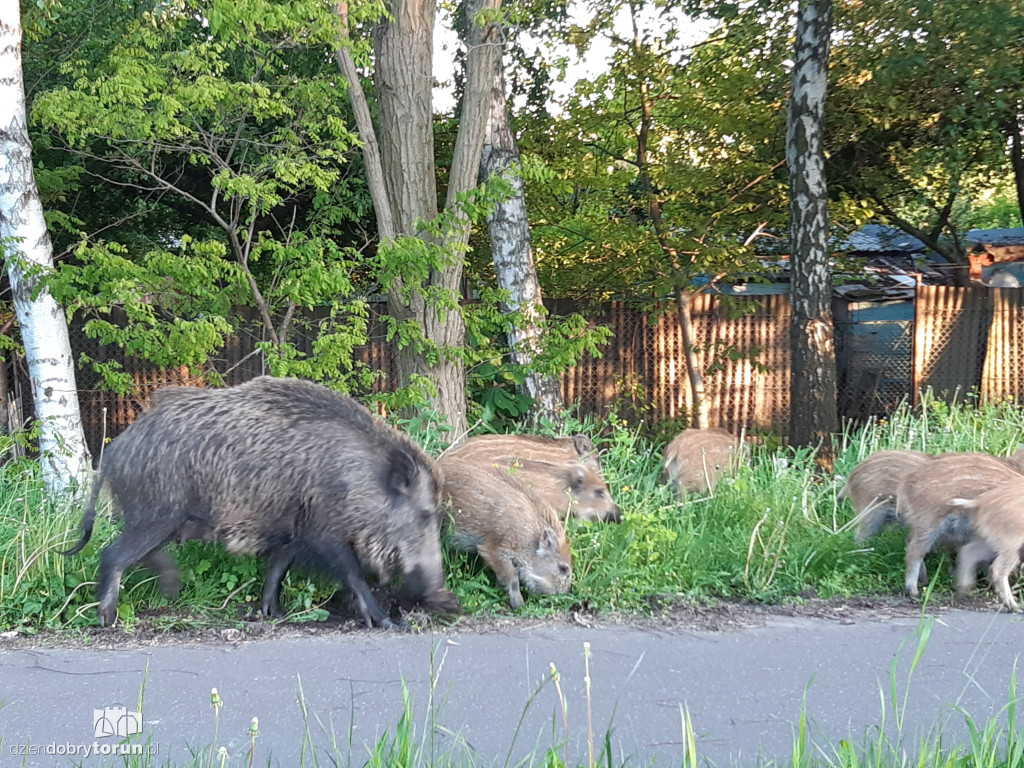 Toruń: dziki przy ul. M. Skłodowskiej-Curie