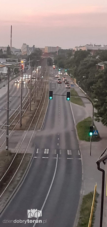 Toruń: dziki już na Jakubskim Przedmieściu