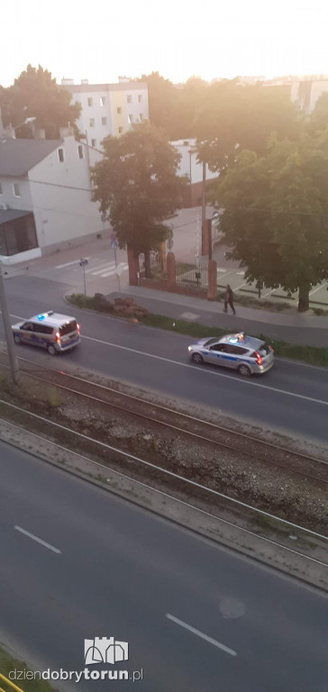 Toruń: dziki już na Jakubskim Przedmieściu