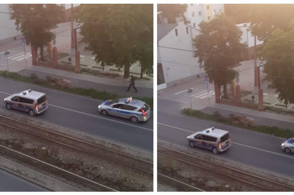 Toruń: dziki już na Jakubskim Przedmieściu