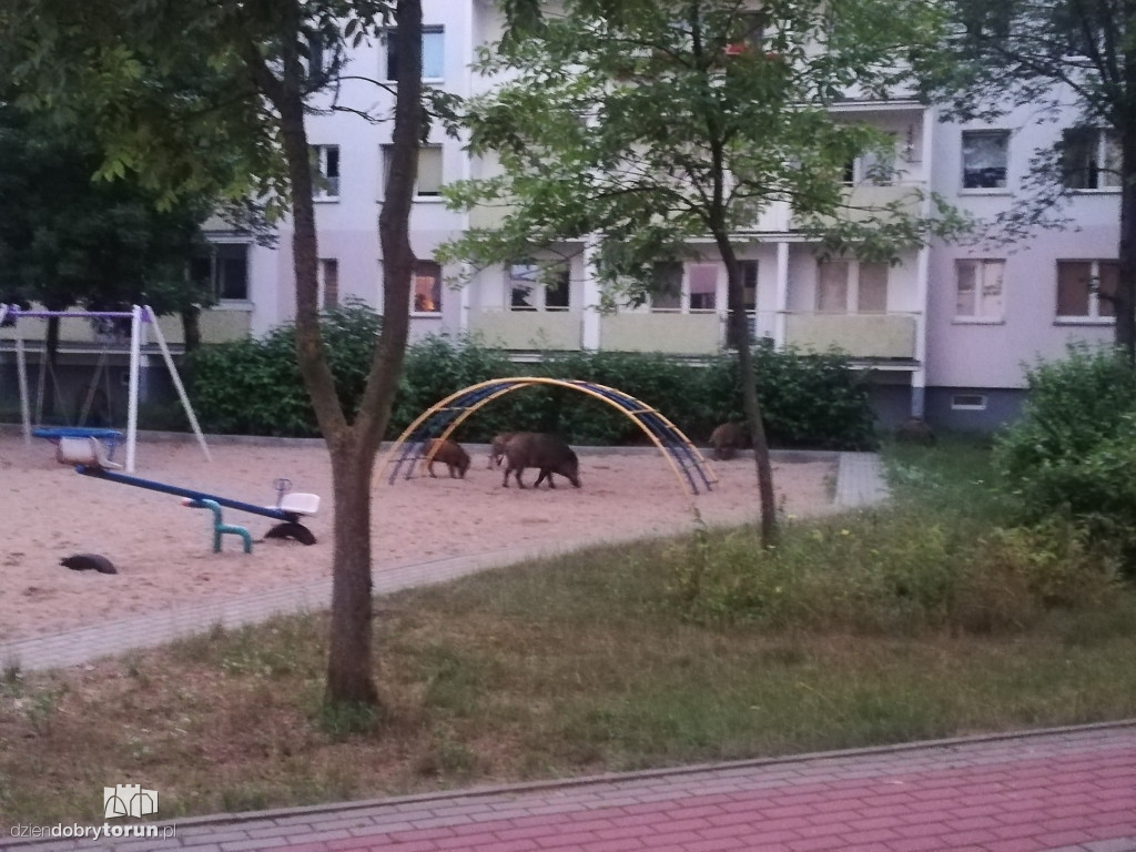 Dziki na osiedlu Na Skarpie w Toruniu