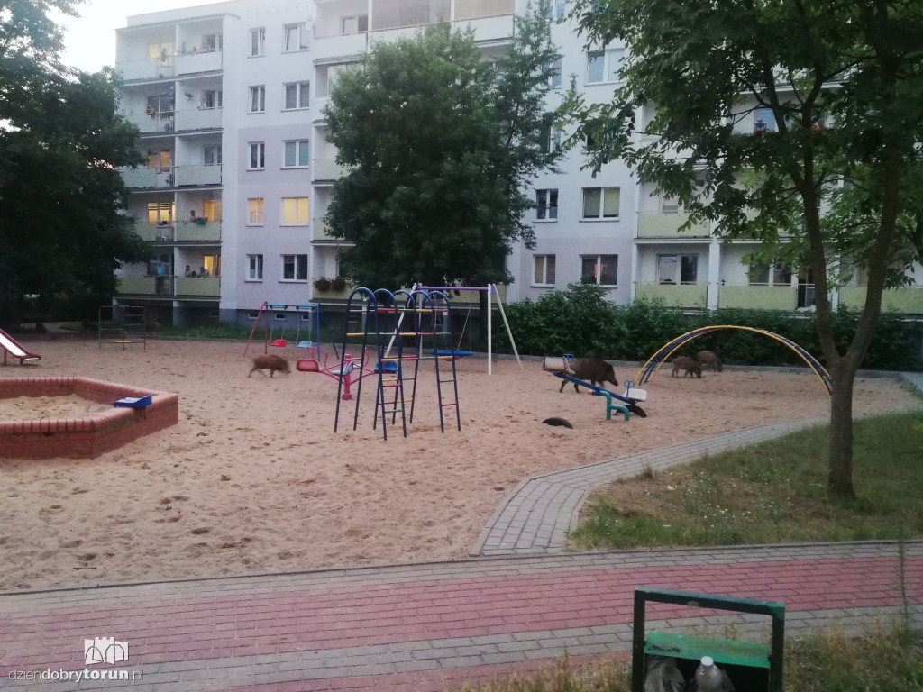 Dziki na osiedlu Na Skarpie w Toruniu