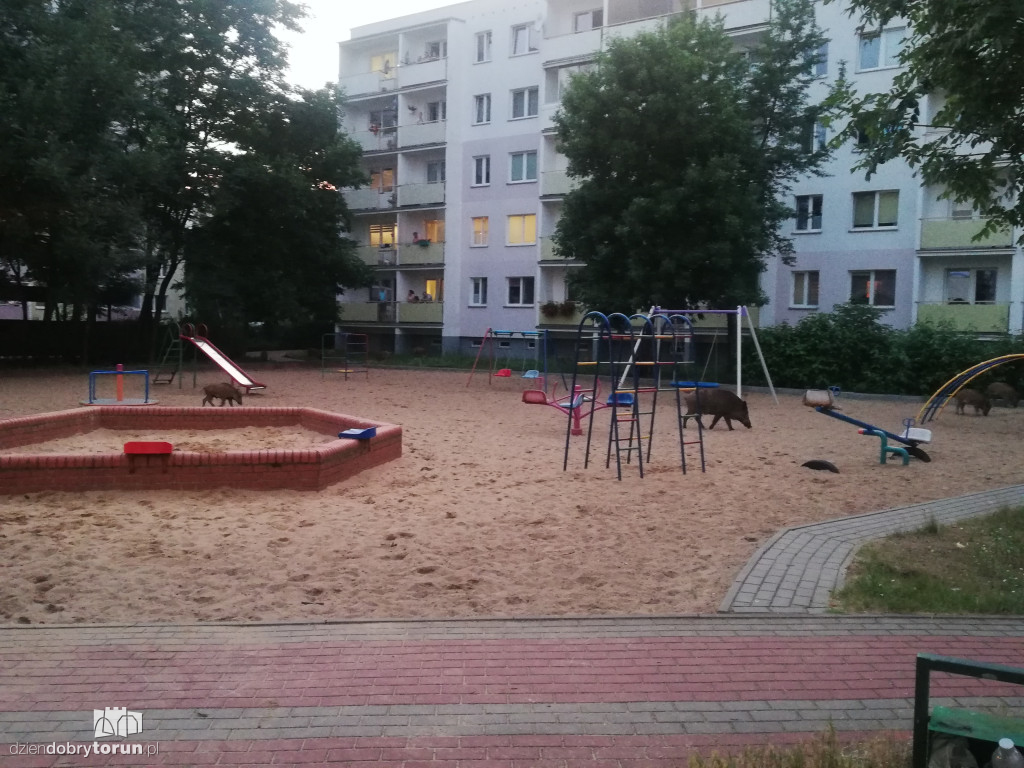 Dziki na osiedlu Na Skarpie w Toruniu