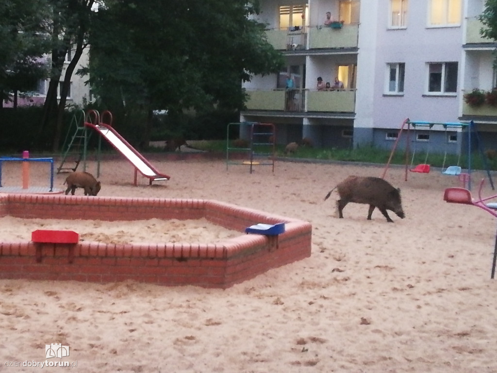 Dziki na osiedlu Na Skarpie w Toruniu