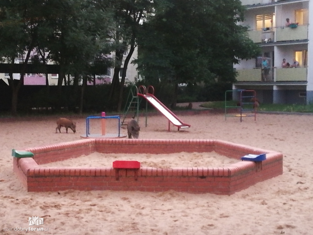 Dziki na osiedlu Na Skarpie w Toruniu