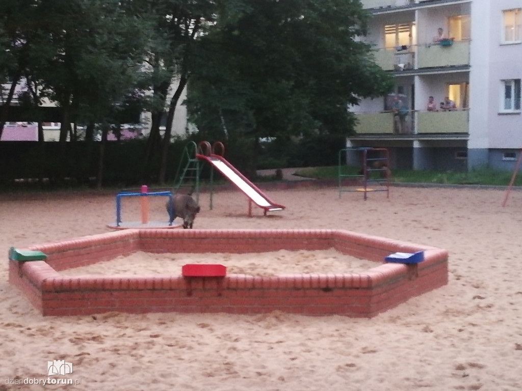 Dziki na osiedlu Na Skarpie w Toruniu