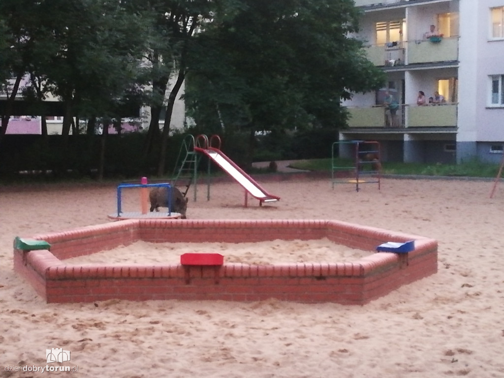 Dziki na osiedlu Na Skarpie w Toruniu
