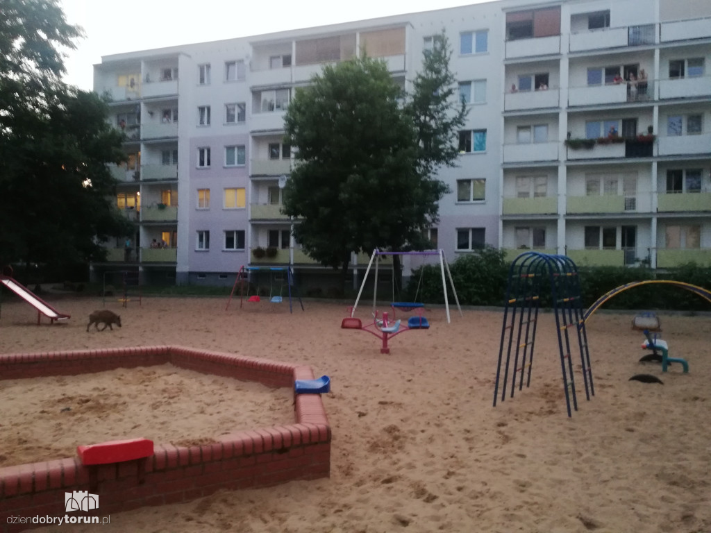 Dziki na osiedlu Na Skarpie w Toruniu