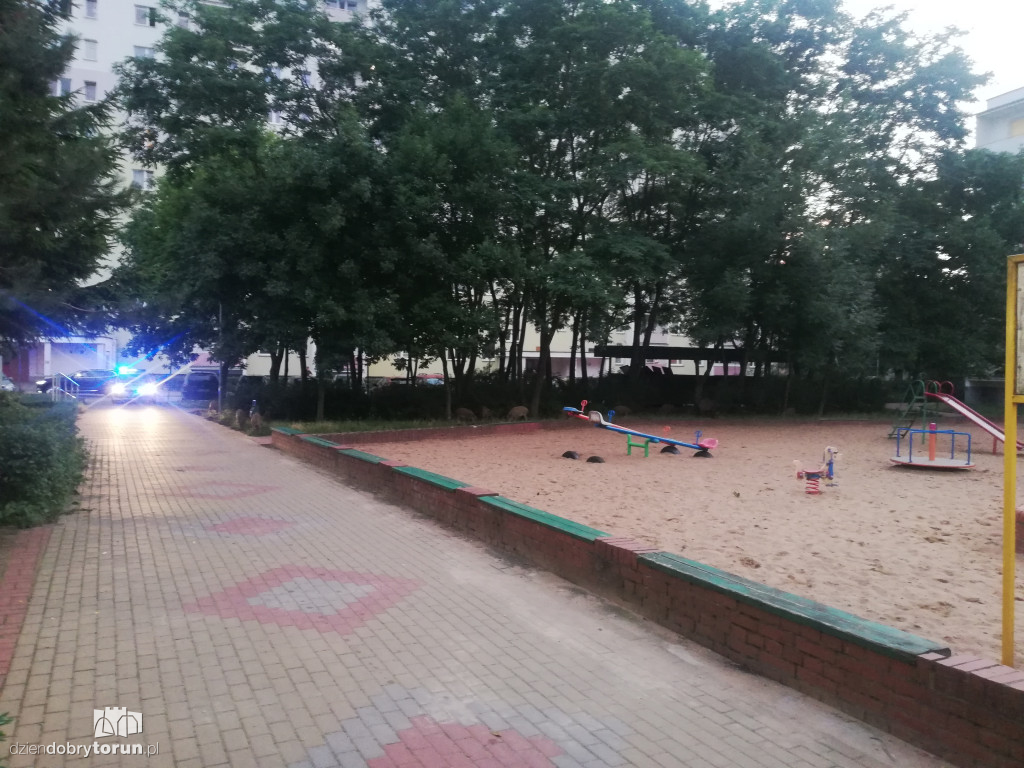 Dziki na osiedlu Na Skarpie w Toruniu