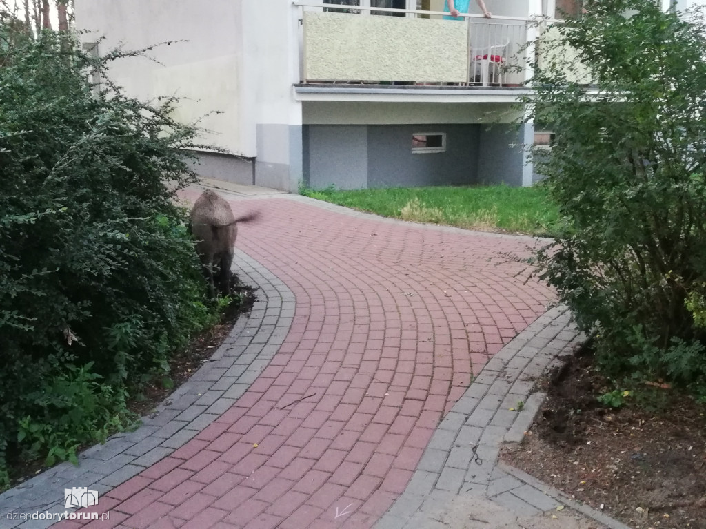 Dziki na osiedlu Na Skarpie w Toruniu