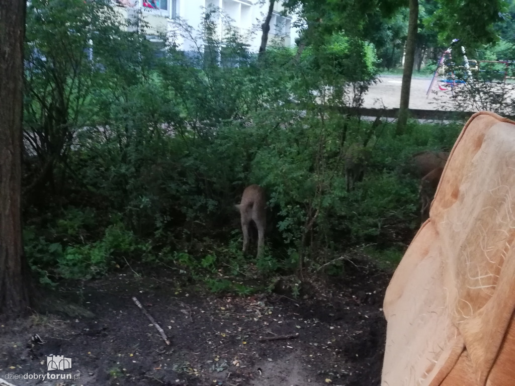 Dziki na osiedlu Na Skarpie w Toruniu